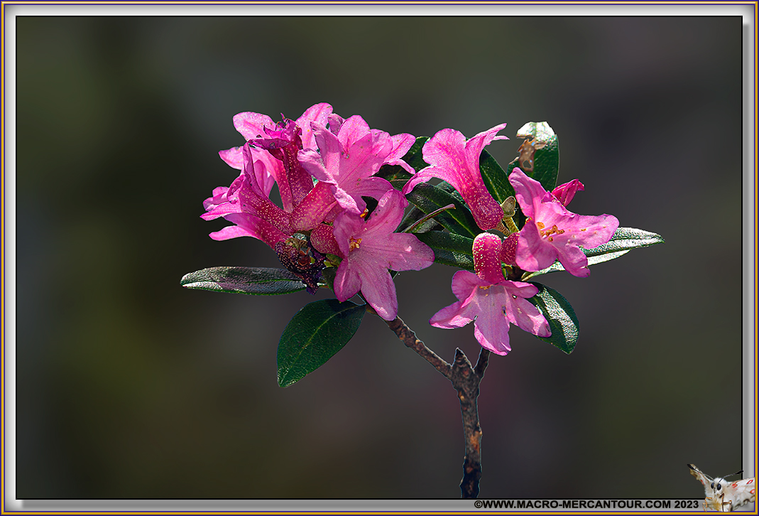Rhodendrons